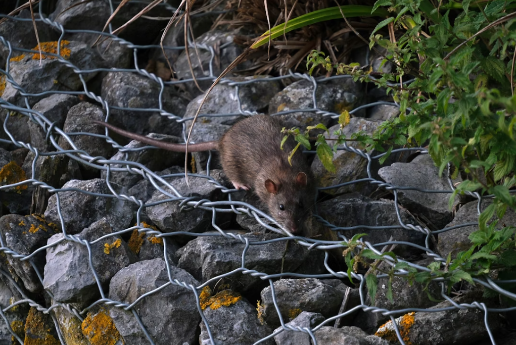 Turns Out Liberal California Mecca Is Also A Literal Rat Hole