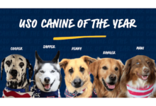 A graphic shows five dogs and their names, along with the phrase "USO Canine of the Year."